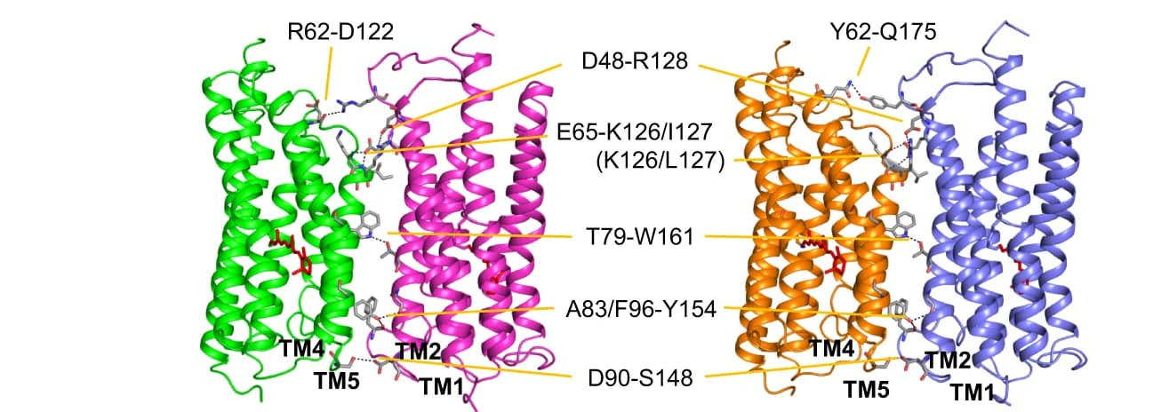 Open access visualization of Protein Structure, 3D Plot, Interprotomer, Residues, Trimeric Configuration