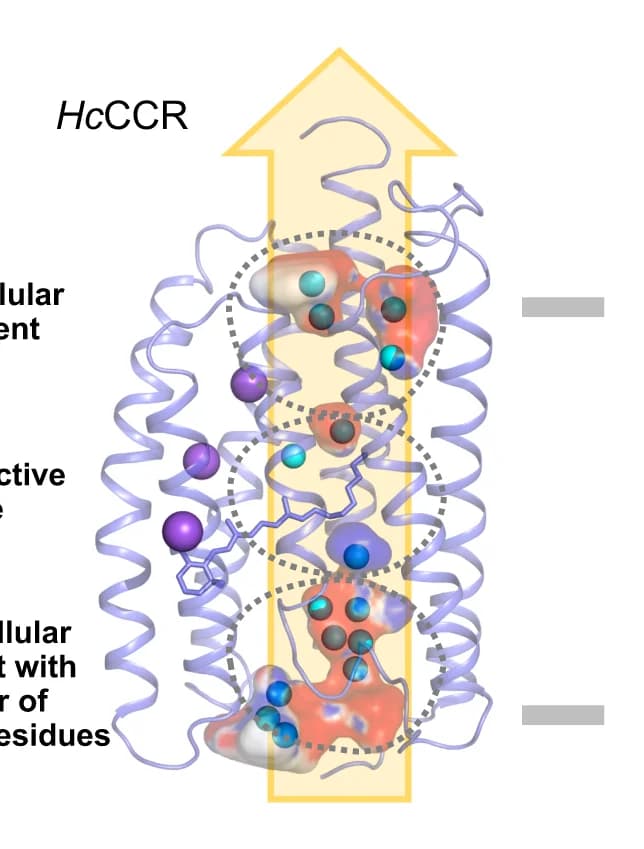 Open access visualization of Protein Structure, Illustration, Hc CCR1, Internal Cavities, Electrostatic Potential