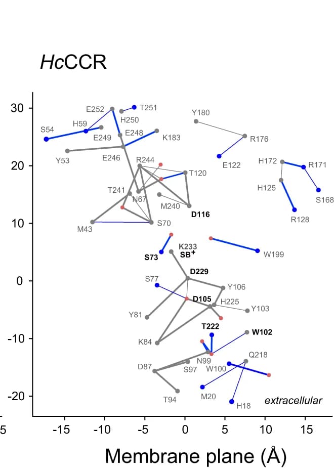 Open access visualization of Network, Pathway, H-bond graphs, Hc KCR1, Hc CCR
