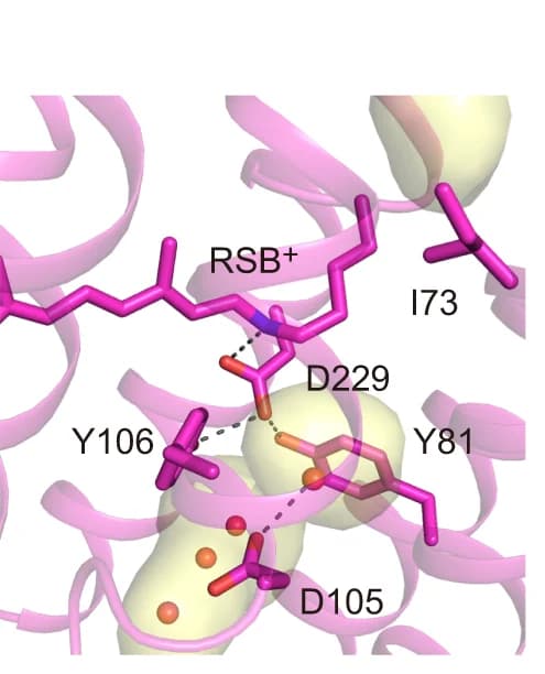 Open access visualization of Protein Structure, Chemical Structure, Retinal Schiff Base, Hc KCR1, Photoactive Site