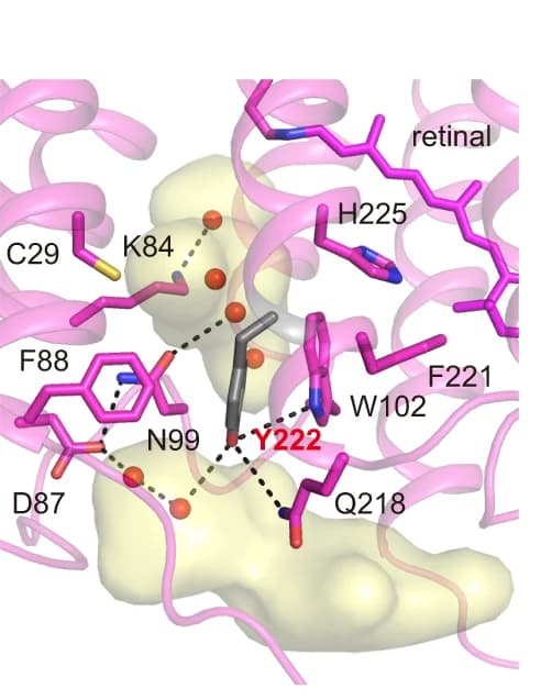 Open access visualization of Protein Structure, Chemical Structure, Hc KCR1, Extracellular Region, Cavities