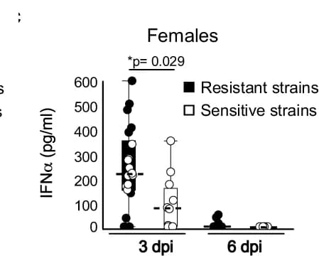 Open access visualization of Scatter Plot, Box Plot, IFN Protein, BAL, Male Mice