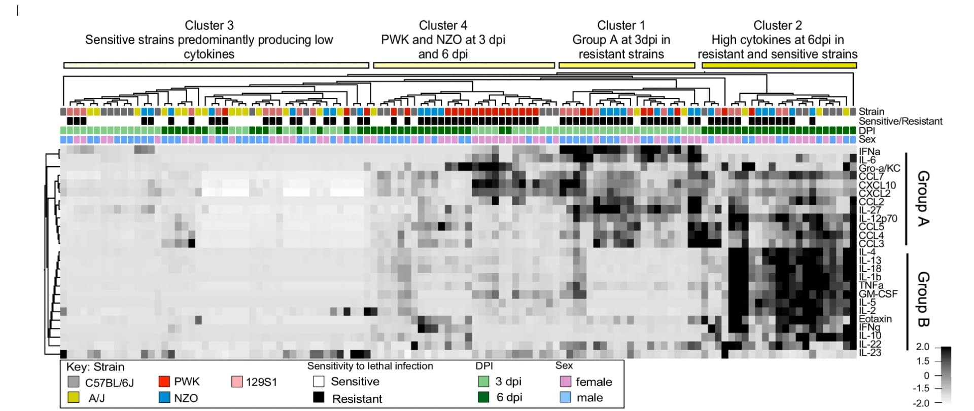 Open access visualization of Heatmap, Clustered, Cytokine Responses, Chemokine Responses, BAL