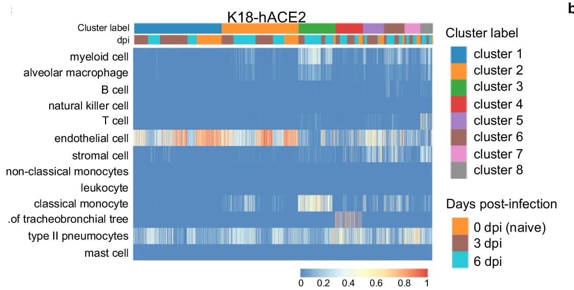 Open access visualization of Heatmap, Clustered, Cell Type Annotation, Unsupervised Cluster Analysis, K18-hACE2