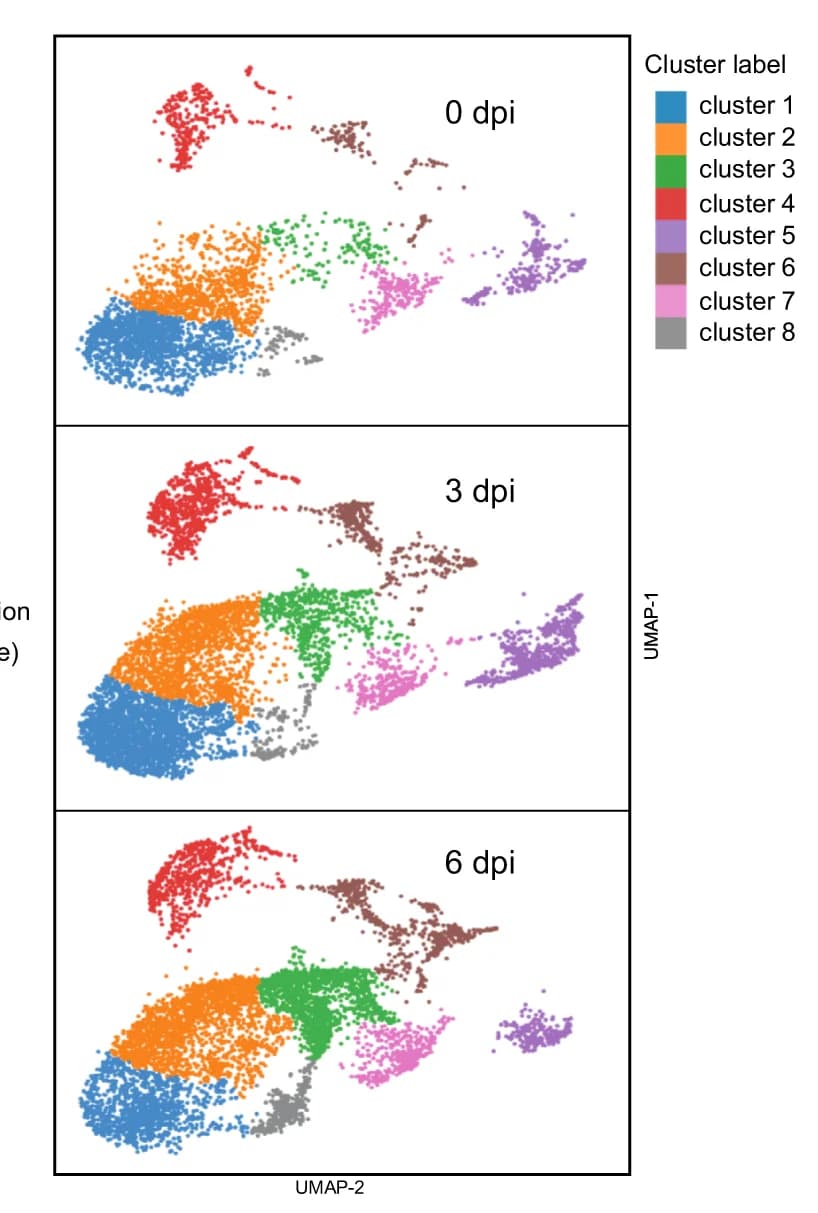 Open access visualization of UMAP, Bar Graph, Cell Annotation Scores, K18-hACE2