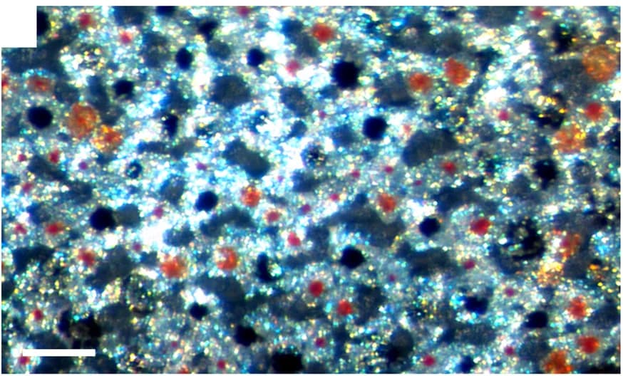Open access visualization of Microscopy, Color change, Pigment granules, Chromatophores, Cell appearances