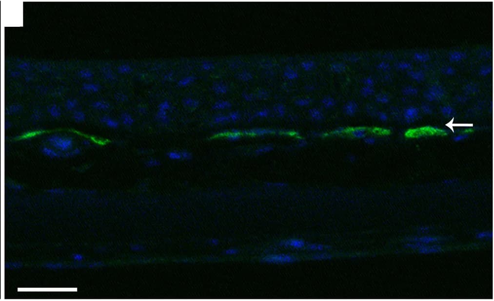 Open access visualization of Microscopy, Skin Cross Section, Immunolabeling, SWS1 Opsin, Chromatophore Layer