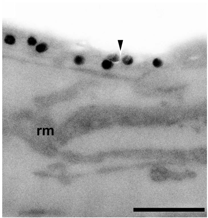 Open access visualization of Microscopy, Control Preparations, Primary Antibodies, Immunogold Labeling, SWS1 Opsin