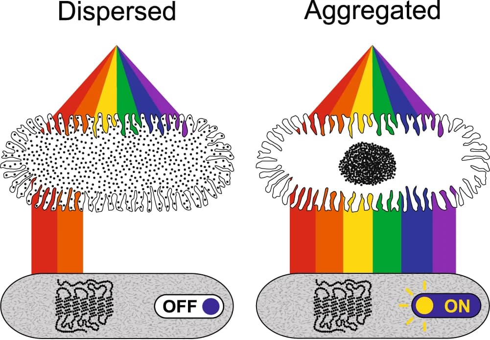 Open access visualization of Illustration, Chromatophore Pigment, SWS1 Receptors, Dermal Photoreception, Color Change
