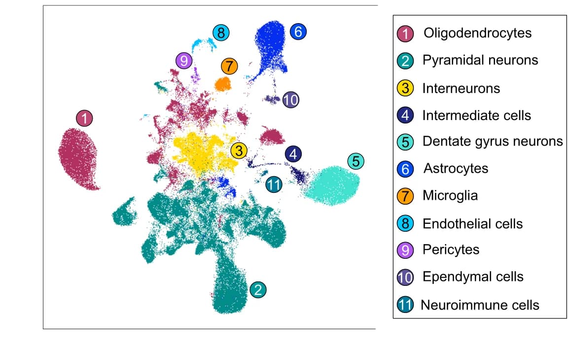 Open access visualization of Scatter Plot, UMAP, Cell Types, Marker Genes, Gene Expression