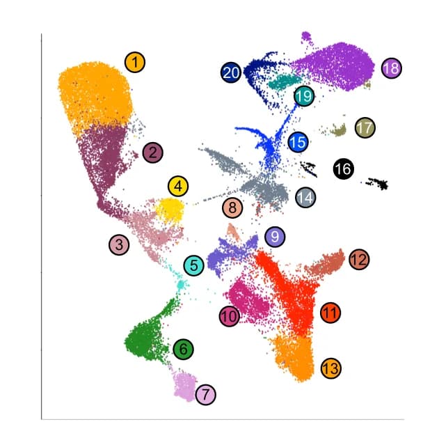 Open access visualization of Scatter Plot, UMAP, PCA, Single Nuclei, Pyramidal Lineage