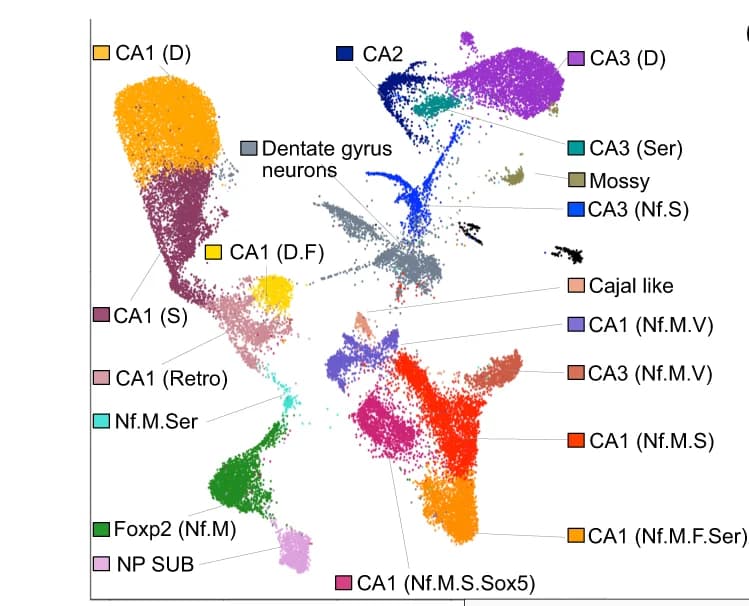 Open access visualization of UMAP, CA1 Neurons, CA2 Neurons, CA3 Neurons, Dentate Gyrus