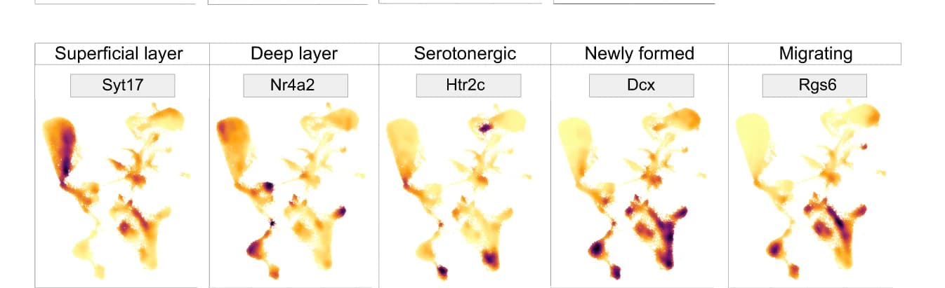 Open access visualization of Heatmap, UMAP, Feature Plots, Syt17, Nr4a2