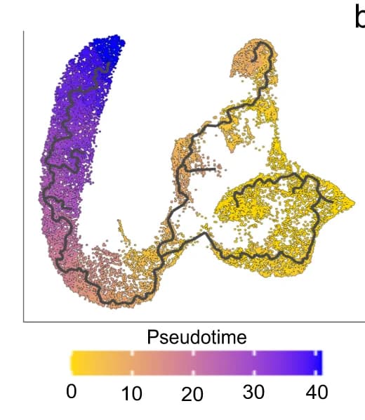 Open access visualization of Scatter Plot, UMAP, Line Plot, Monocle2, Single Nuclei