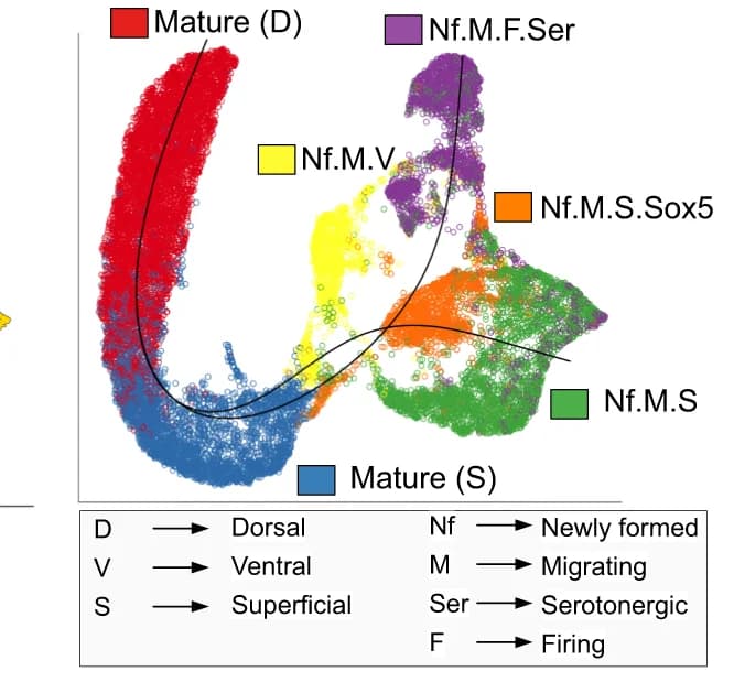 Open access visualization of Scatter Plot, UMAP, Slingshot, Trajectory, Pyramidal Lineages