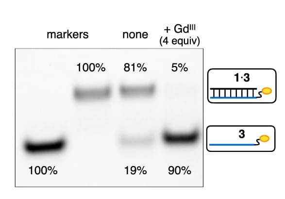 Open access visualization of Gel, Illustration, Native PAGE Analysis, Gd III Ions, DNA Strands