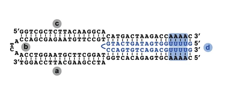 Open access visualization of Illustration, DNA Tweezers, Gd III, Fluorescence, Opening