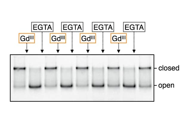 Open access visualization of Gel, DNA Tweezers, Opening and Closing, Gd III, Native PAGE