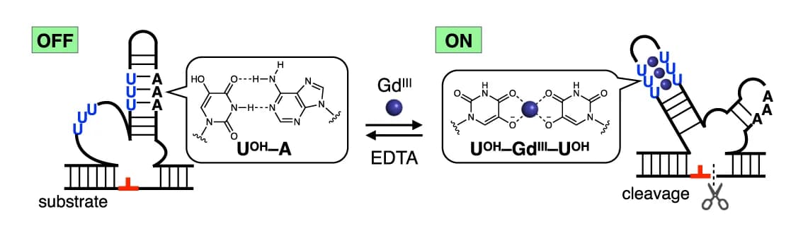 Open access visualization of Workflow, Illustration, DNAzyme, Nucleotides