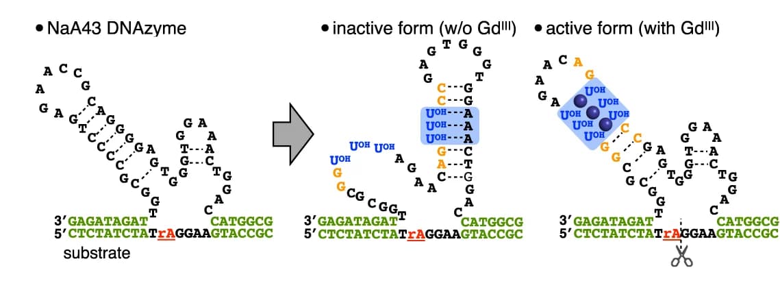 Open access visualization of Workflow, Flowchart, Illustration, Chemical Structure, DNAzyme