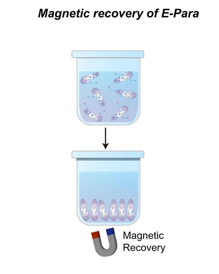 Open access visualization of Workflow, Illustration, Magnetic recovery, E-Para