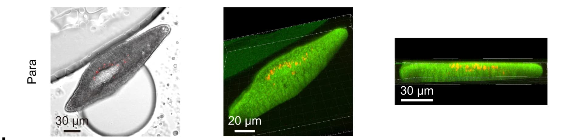 Open access visualization of Microscopy, Phase Images, CLSM Images, EV71, Fluorescence Images