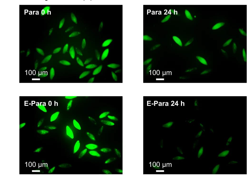 Open access visualization of Microscopy, Fluorescence images, Para, E-Para, ROSGreen TM