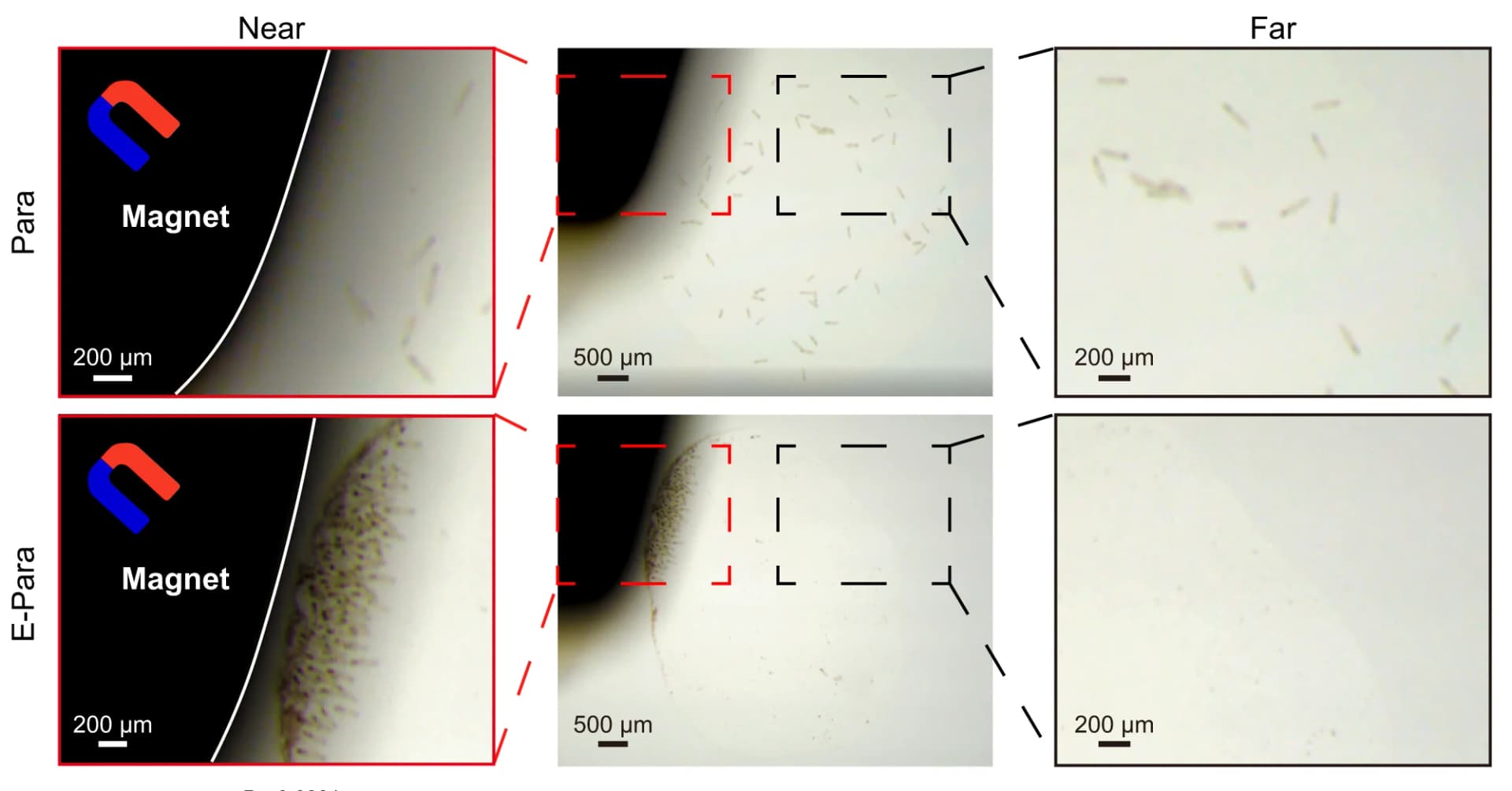 Open access visualization of Microscopy, Magnet, Stereomicroscope, Para, E-Para