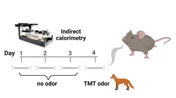 Open access visualization of Illustration, Workflow, Experimental Design, Indirect Calorimetry, Control