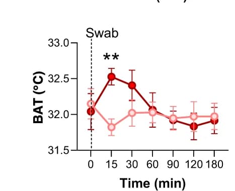 Open access visualization of Line Plot, Error Bars, Brown Adipose Tissue Temperature, TMT, Males