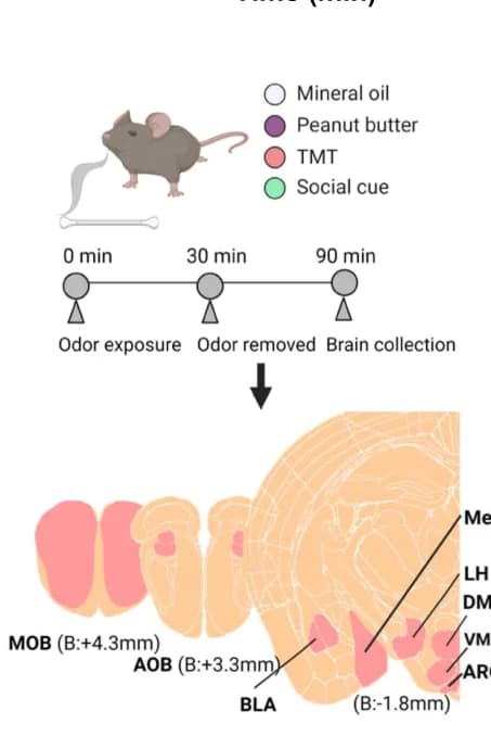 Open access visualization of Workflow, Illustration, Schematic, cFos Expression, Brain