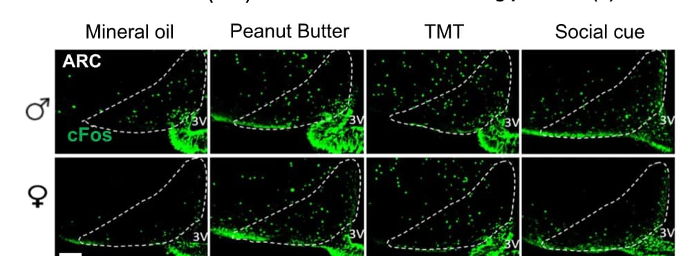Open access visualization of Microscopy, cFos Expression, ARC, Dunnett’s Post Hoc Comparison