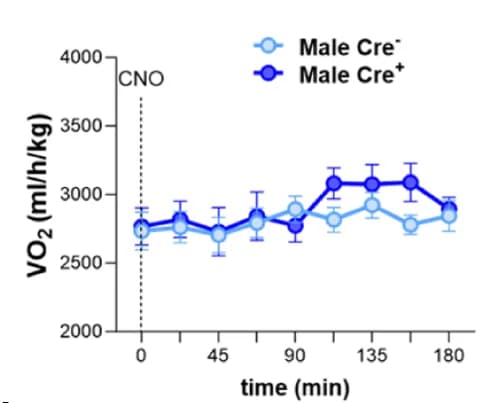 Open access visualization of Line Plot, Error Bars, VO2, CNO Injection, Males