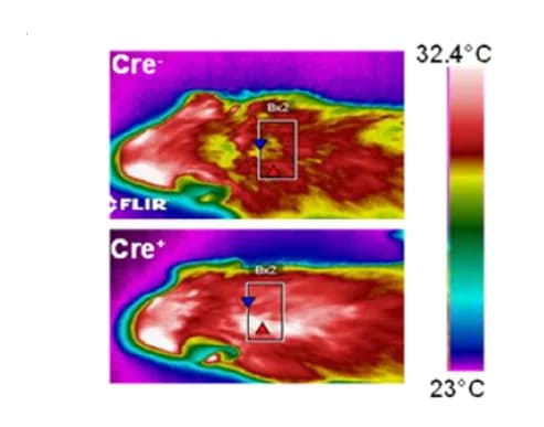 Open access visualization of Heatmap, Infrared Images, BAT Temperature, CNO Injection, Males