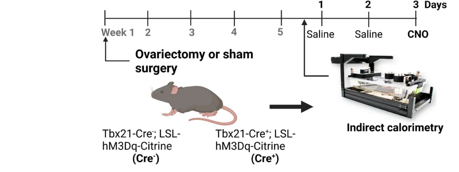 Open access visualization of Workflow, Illustration, Experimental Design, Mice, Ovariectomy