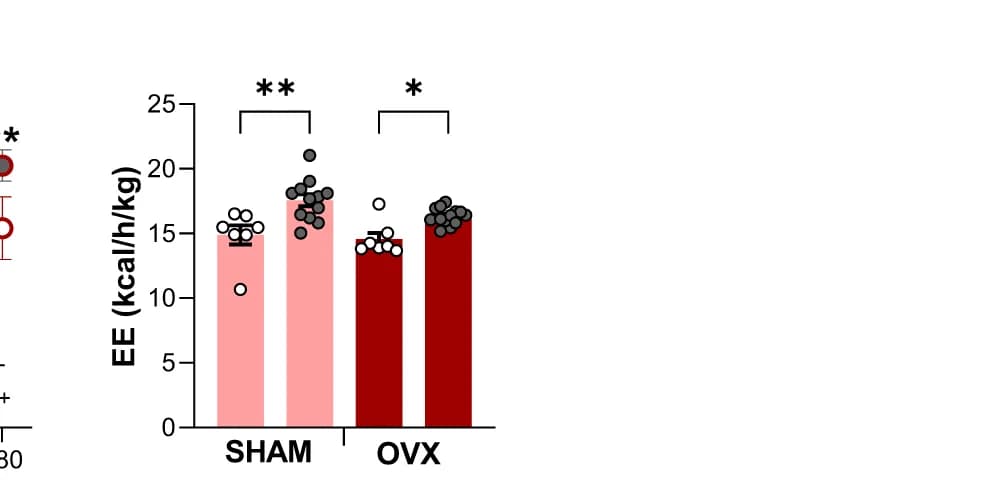 Open access visualization of Bar Plot, Scatter Plot, Error Bars, Energy Expenditure, CNO Injection