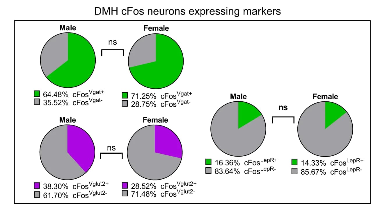 Open access visualization of Pie Chart, DMH, cFos/Vgat, cFos/Vglut2, Male and female mice