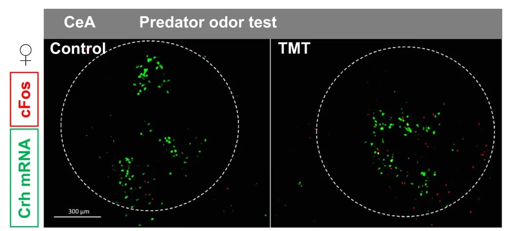 Open access visualization of Microscopy, Immunohistochemistry, In situ hybridization, Crh, cFos protein