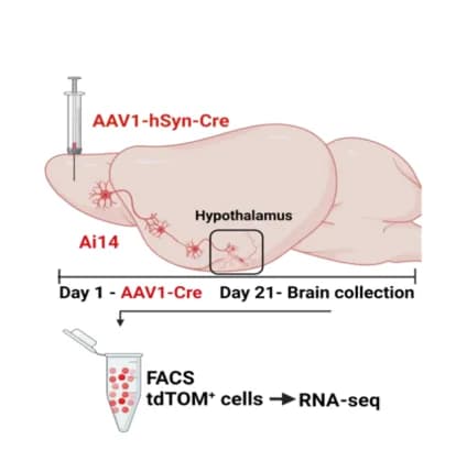 Open access visualization of Workflow, Illustration, Hypothalamic Neurons, RNA Sequencing