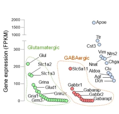 Open access visualization of Scatter Plot, Hypothalamic Neurons, GABAergic Neurons, Glutamatergic Neurons