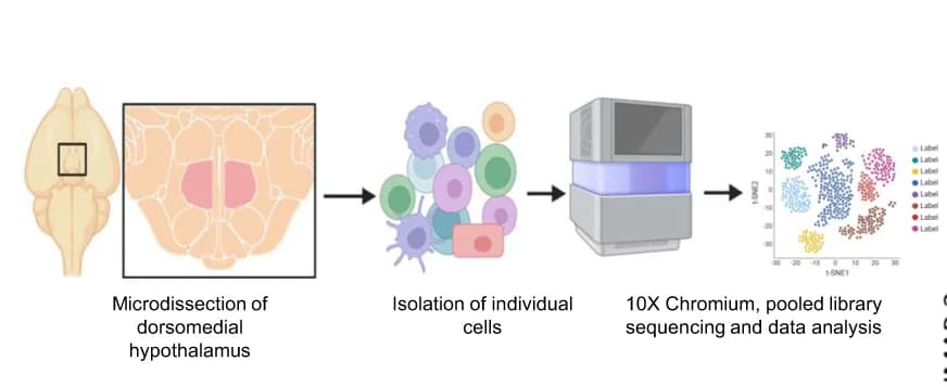 Open access visualization of Workflow, Scatter Plot, UMAP, Dorsomedial Hypothalamus, Single Cell RNA Sequencing