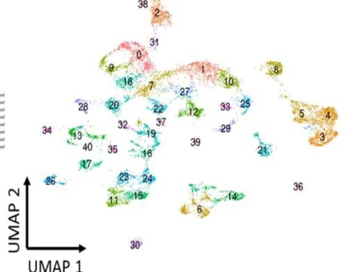 Open access visualization of Scatter Plot, UMAP, Dorsomedial Hypothalamus, Neuronal Populations, Single Cell RNA Sequencing