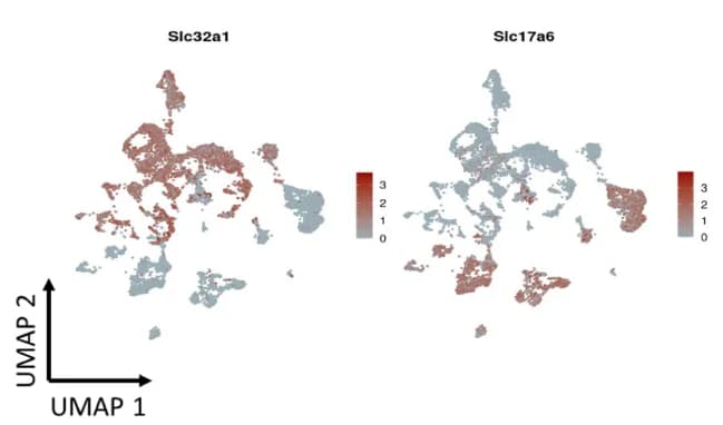 Open access visualization of UMAP, GABAergic Neurons, Glutamatergic Neurons