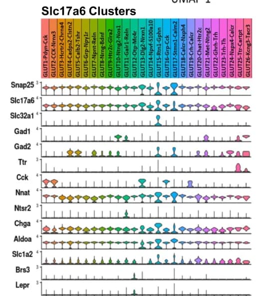 Open access visualization of Violin Plot, Inhibitory Clusters, Excitatory Clusters