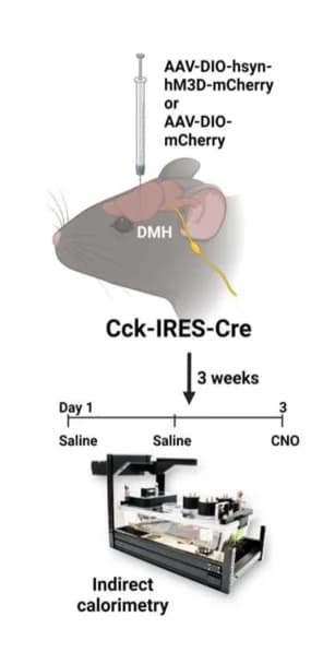 Open access visualization of Workflow, Illustration, Experimental Design, Chemogenetic Manipulation, CCK-expressing neurons