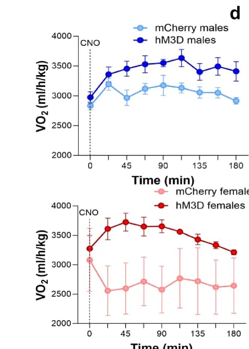 Open access visualization of Line Plot, Error Bars, Oxygen Consumption, CCK-IRES-Cre + mice, CNO Injection