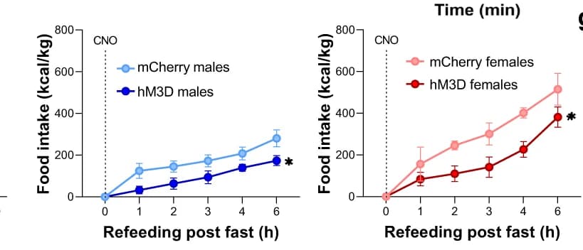 Open access visualization of Line Plot, Error Bars, Food Intake, Overnight Fasting, CNO Injection