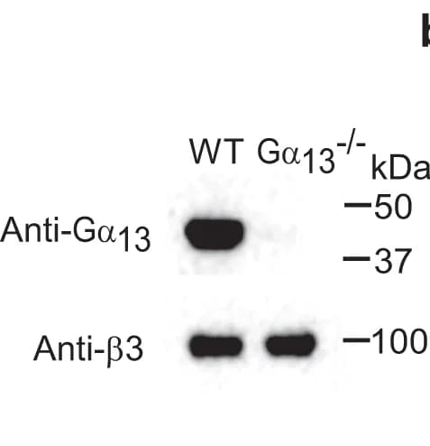 Open access visualization of Gel, Mouse Platelets, Immunoblotting, Antibodies, Integrin β 3