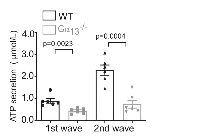 Open access visualization of Bar Plot, Error Bars, Scatter Plot, ATP Secretion, Quantification
