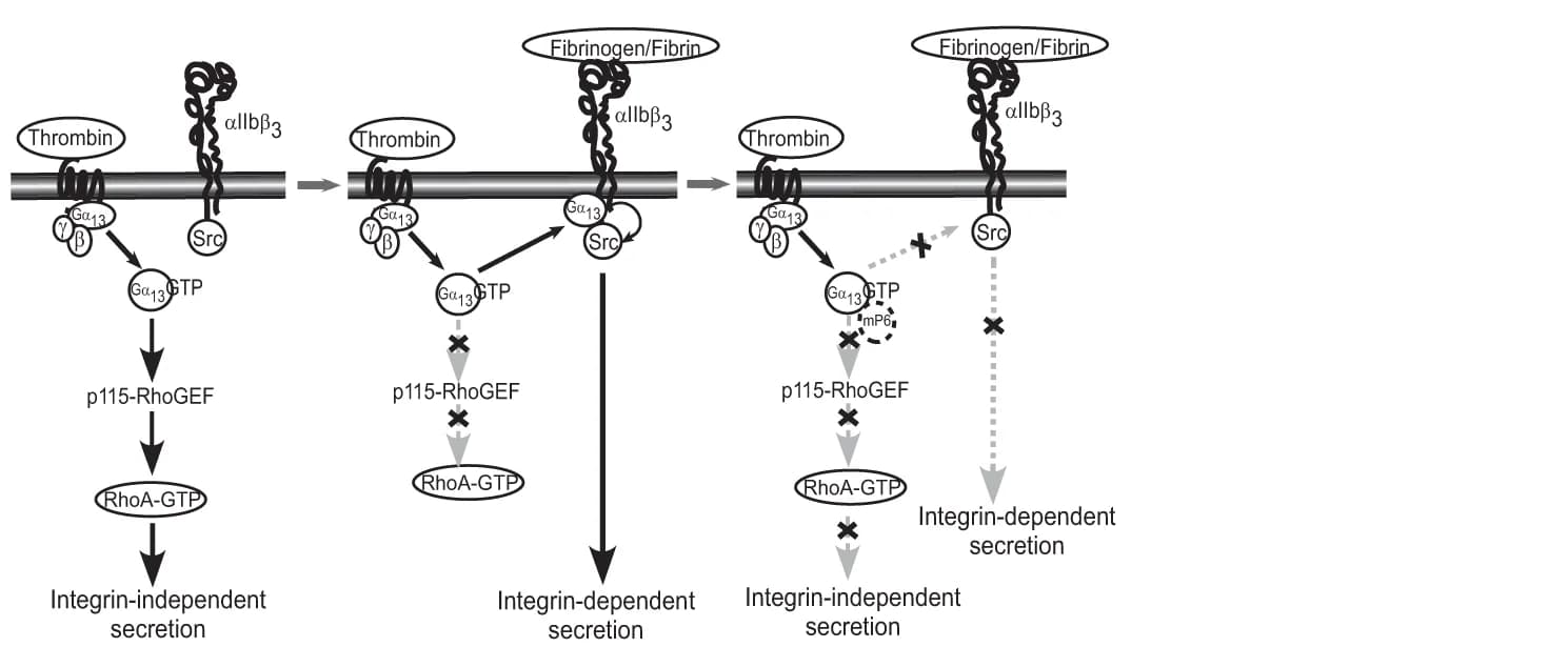 Open access visualization of Workflow, Flowchart, Illustration, GPCR, Integrin